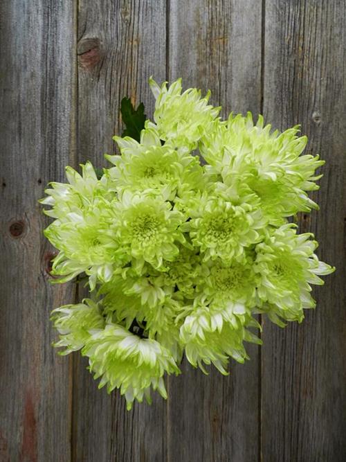 ZEMBLA LIME CUSHION  BICOLOR GREEN/WHITE POMPONS